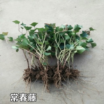 常春藤四季常青庭院绿化植物绿化苗，苗圃大量出售