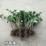 常春藤四季常青庭院绿化植物绿化苗，苗圃大量出售