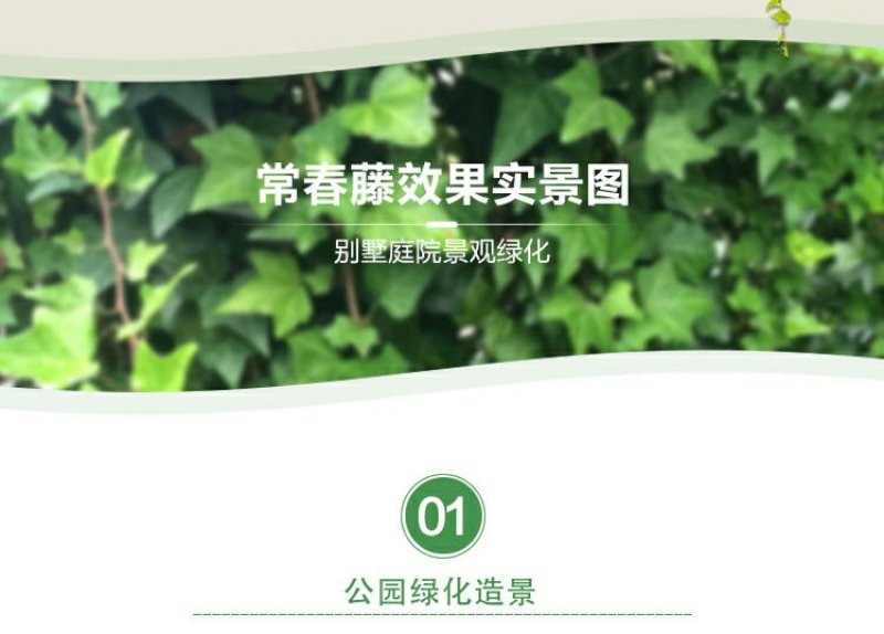 常春藤四季常青庭院绿化植物绿化苗，苗圃大量出售