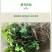 常春藤四季常青庭院绿化植物绿化苗，苗圃大量出售