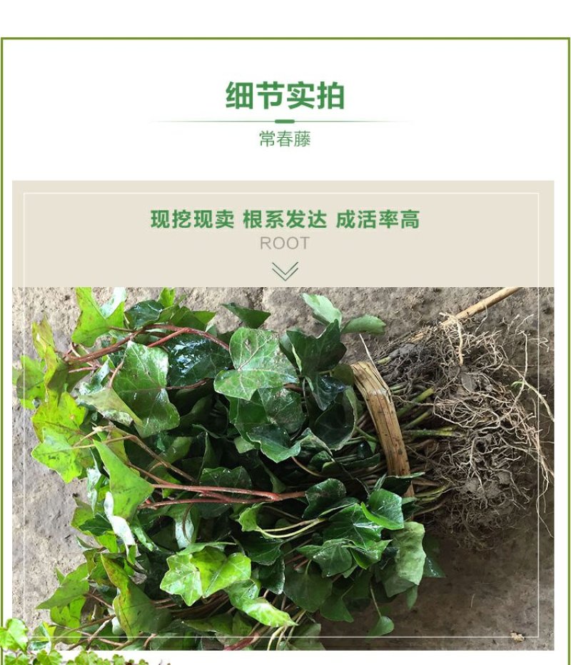 常春藤四季常青庭院绿化植物绿化苗，苗圃大量出售