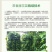 常春藤四季常青庭院绿化植物绿化苗，苗圃大量出售