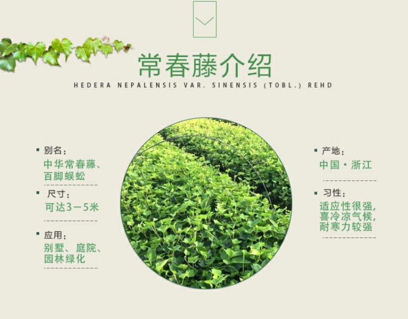 常春藤四季常青庭院绿化植物绿化苗，苗圃大量出售