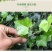 常春藤四季常青庭院绿化植物绿化苗，苗圃大量出售