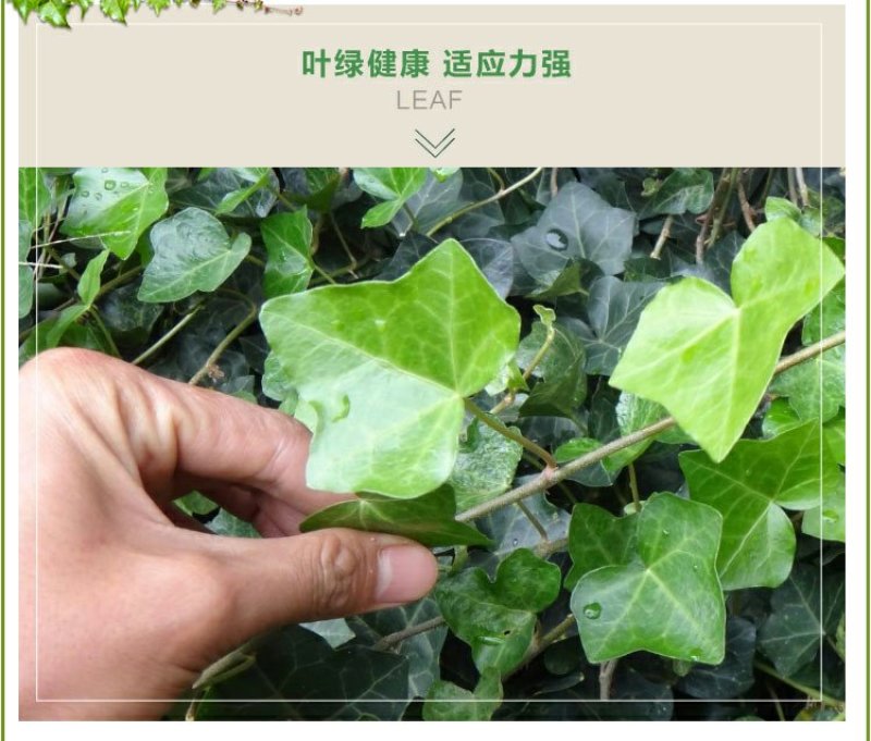 常春藤四季常青庭院绿化植物绿化苗，苗圃大量出售