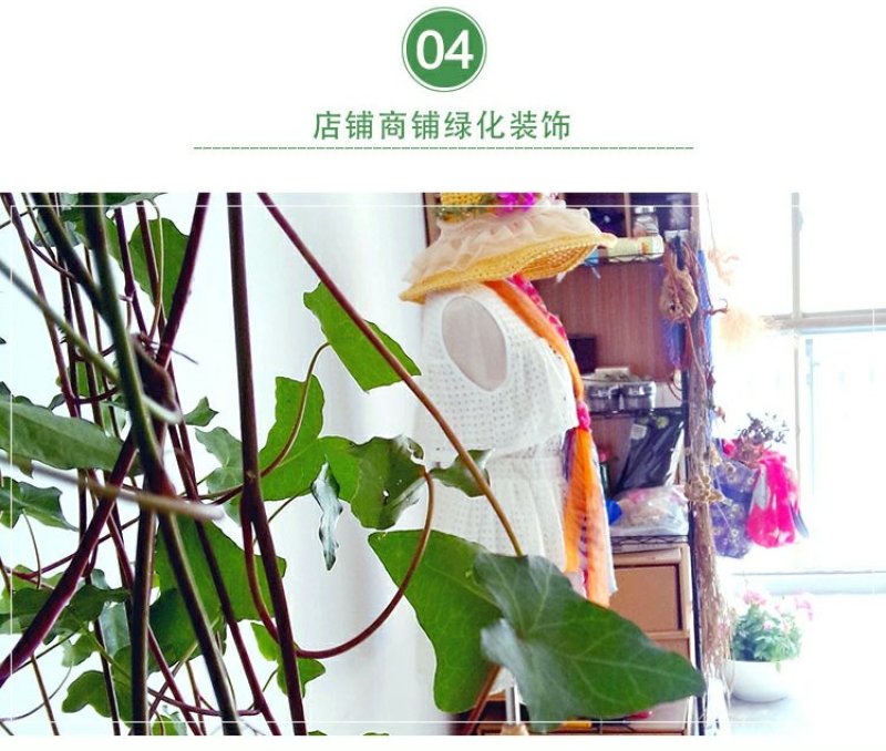 常春藤四季常青庭院绿化植物绿化苗，苗圃大量出售