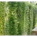常春藤四季常青庭院绿化植物绿化苗，苗圃大量出售