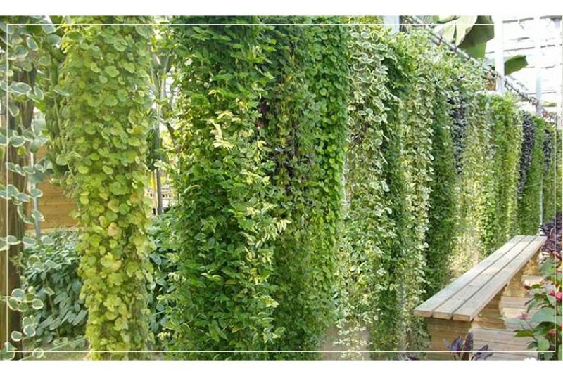 常春藤四季常青庭院绿化植物绿化苗，苗圃大量出售