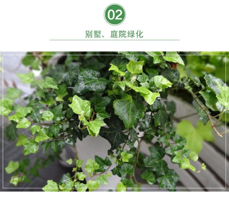 常春藤四季常青庭院绿化植物绿化苗，苗圃大量出售