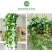 常春藤四季常青庭院绿化植物绿化苗，苗圃大量出售