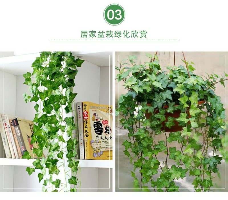 常春藤四季常青庭院绿化植物绿化苗，苗圃大量出售