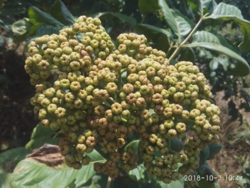 吴茱萸（品种：中花）贵州高原特产无污染吴茱萸米辣子