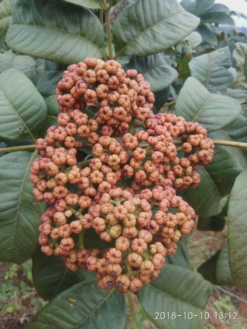 吴茱萸（品种：中花）贵州高原特产无污染吴茱萸米辣子