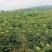 吴茱萸（品种：中花）贵州高原特产无污染吴茱萸米辣子