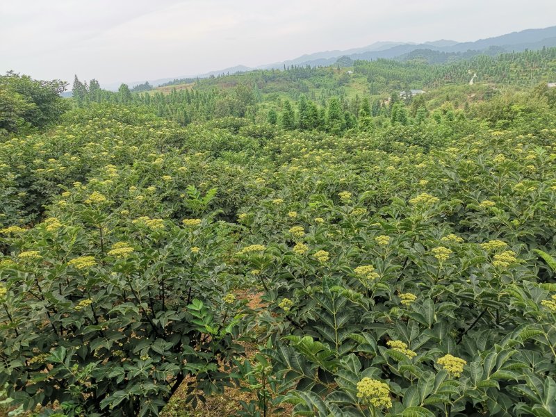 吴茱萸（品种：中花）贵州高原特产无污染吴茱萸米辣子