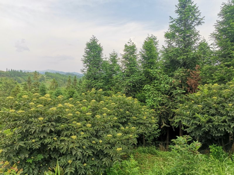 吴茱萸（品种：中花）贵州高原特产无污染吴茱萸米辣子