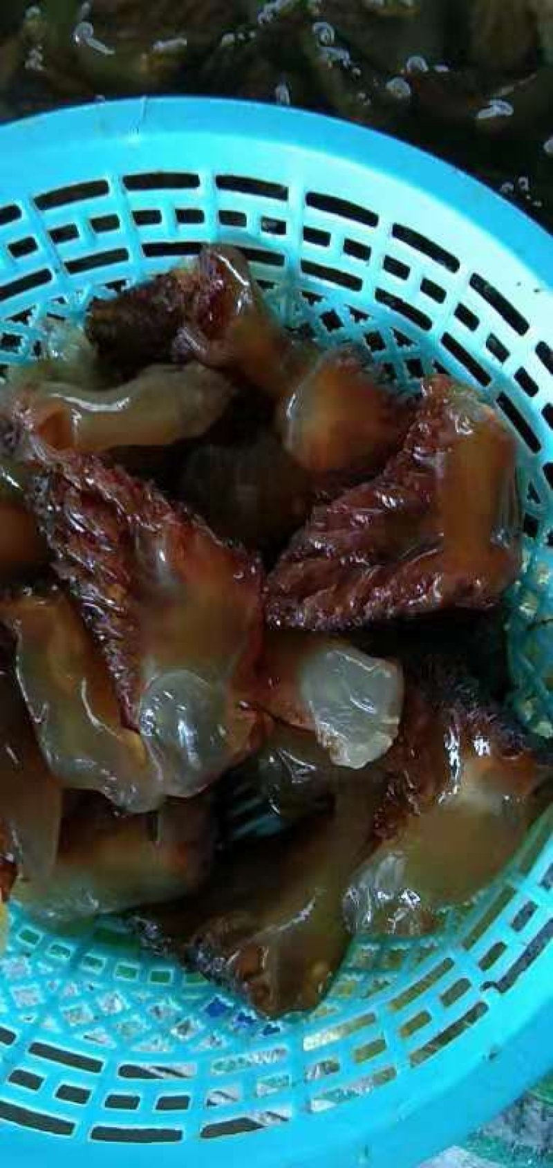 海蜇头，海蜇皮，海蜇批发海蜇批发酒店**