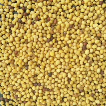 新疆黄油菜籽，油色黄亮水分8左右，香味儿较浓，芥酸高