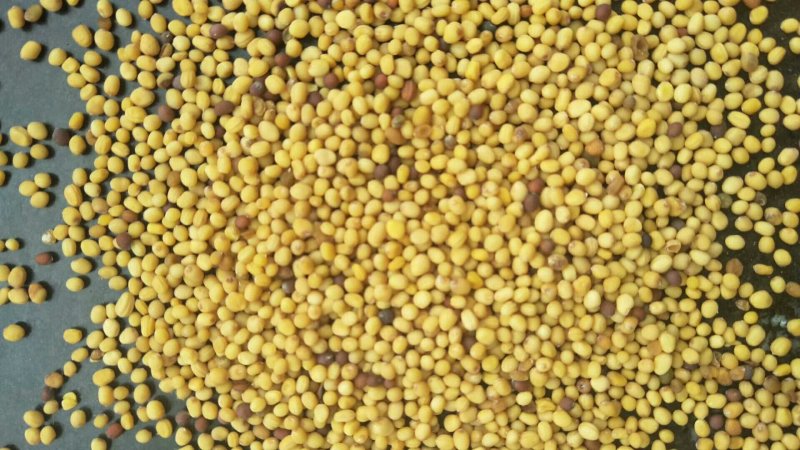 新疆黄油菜籽，油色黄亮水分8左右，香味儿较浓，芥酸高
