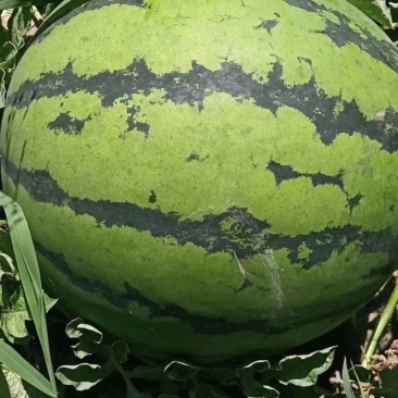 吉林西瓜