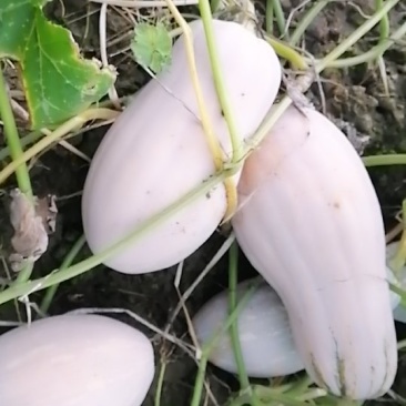 蜜本南瓜