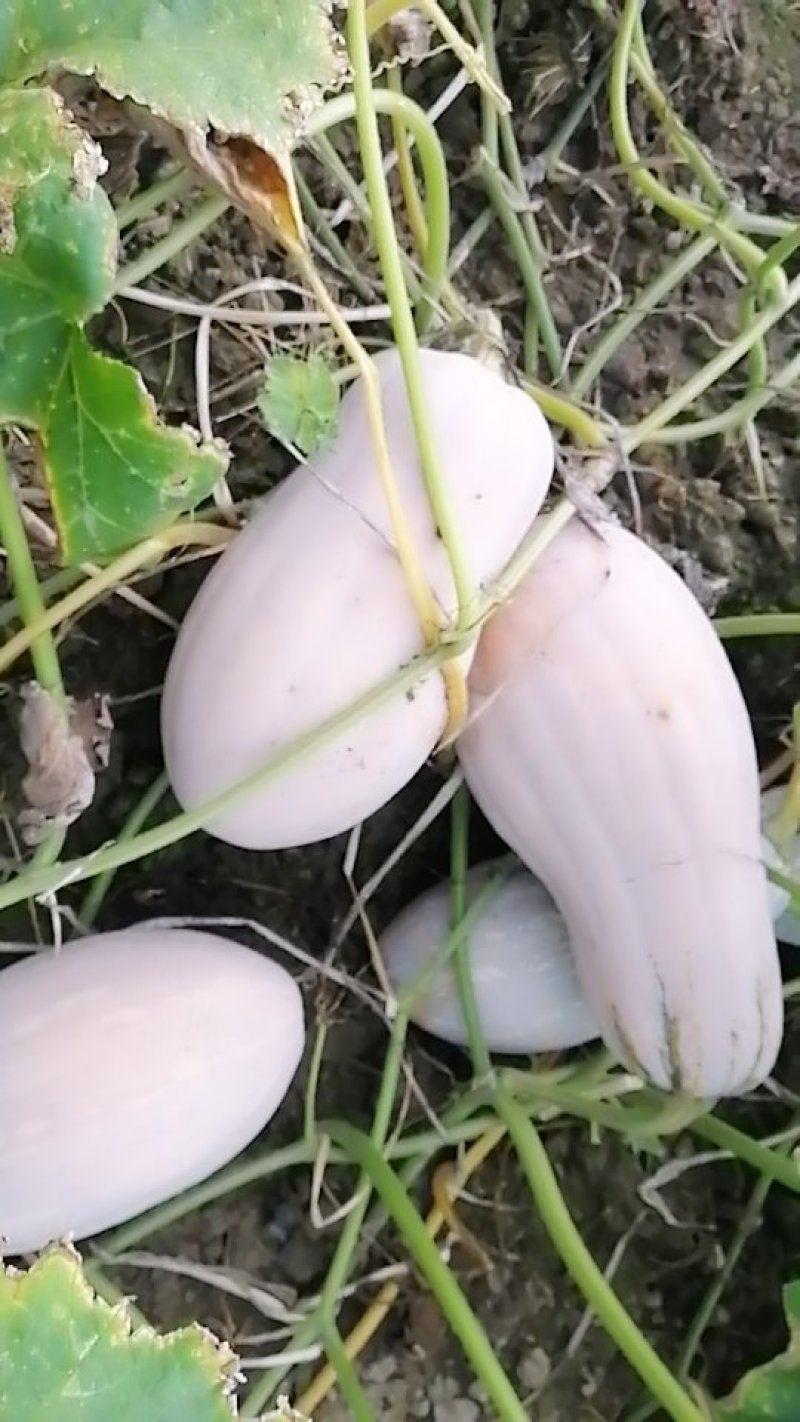 蜜本南瓜