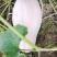 蜜本南瓜