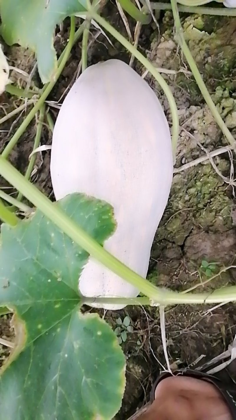 蜜本南瓜