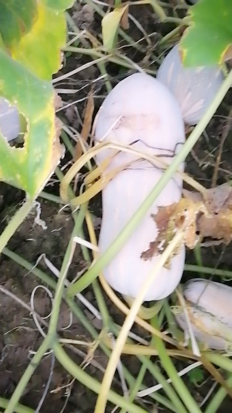 蜜本南瓜