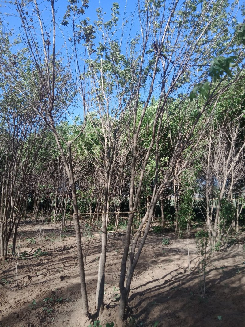 三角枫（茶条槭）各种规格，4-8公分，分枝点1-1.5米
