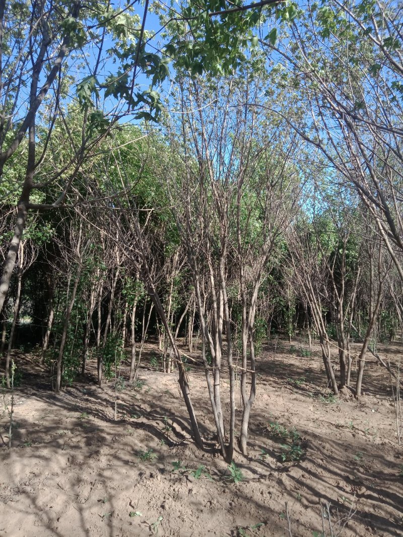 三角枫（茶条槭）各种规格，4-8公分，分枝点1-1.5米