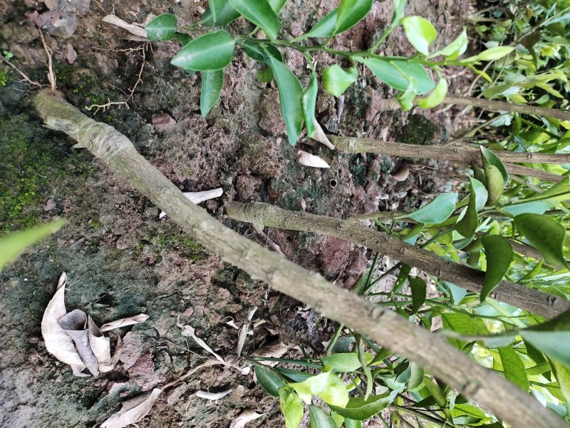 四川省简阳市春见苗《粑粑柑苗》技术支持