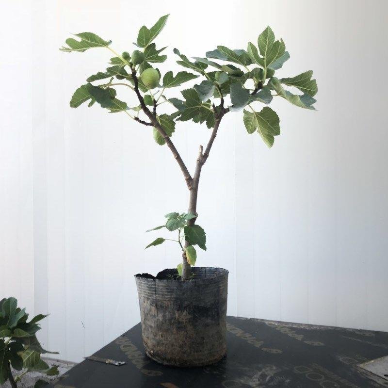 无花果树苗南方种植四季阳台庭院地栽特大波姬红盆栽果树当年