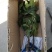 无花果树苗南方种植四季阳台庭院地栽特大波姬红盆栽果树当年