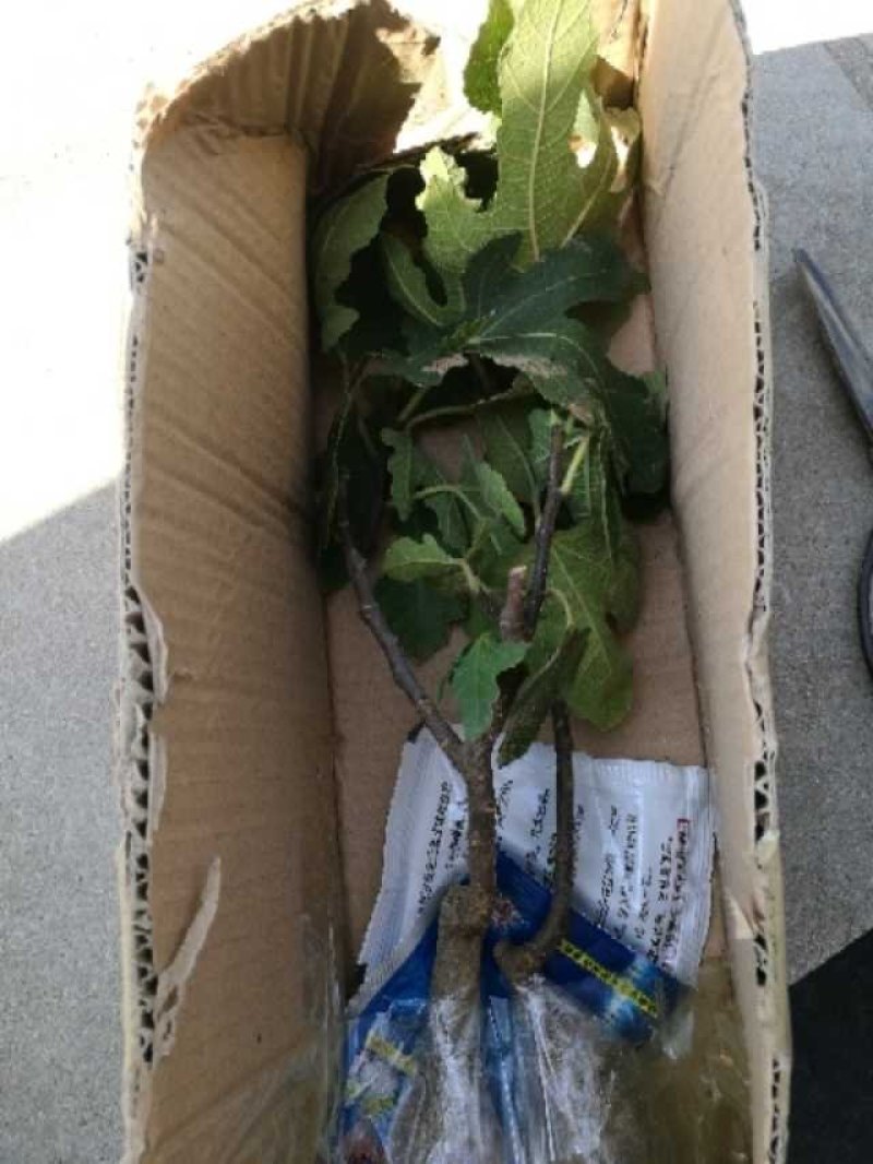 无花果树苗南方种植四季阳台庭院地栽特大波姬红盆栽果树当年