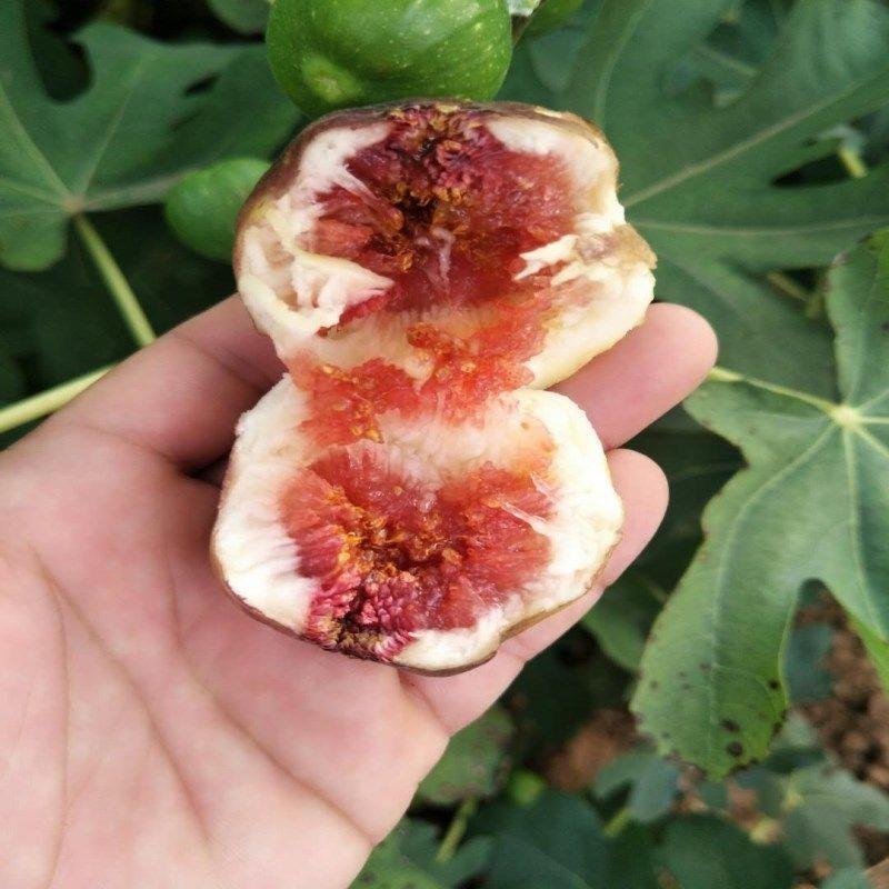 无花果树苗南方种植四季阳台庭院地栽特大波姬红盆栽果树当年