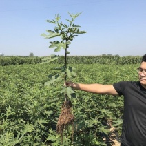 无花果树苗南方种植四季阳台庭院地栽特大波姬红盆栽果树当年