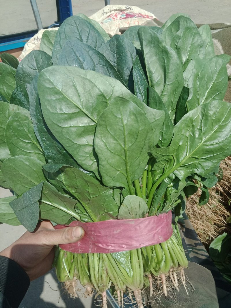 《精选》精品大叶菠菜，大量供应，电商，超市，欢迎选购。