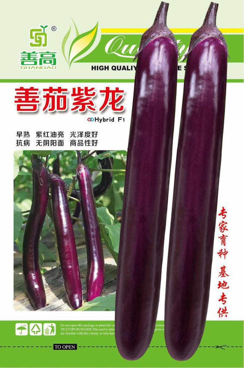 早熟杂交一代茄子品种植株直立性强薯片紫色