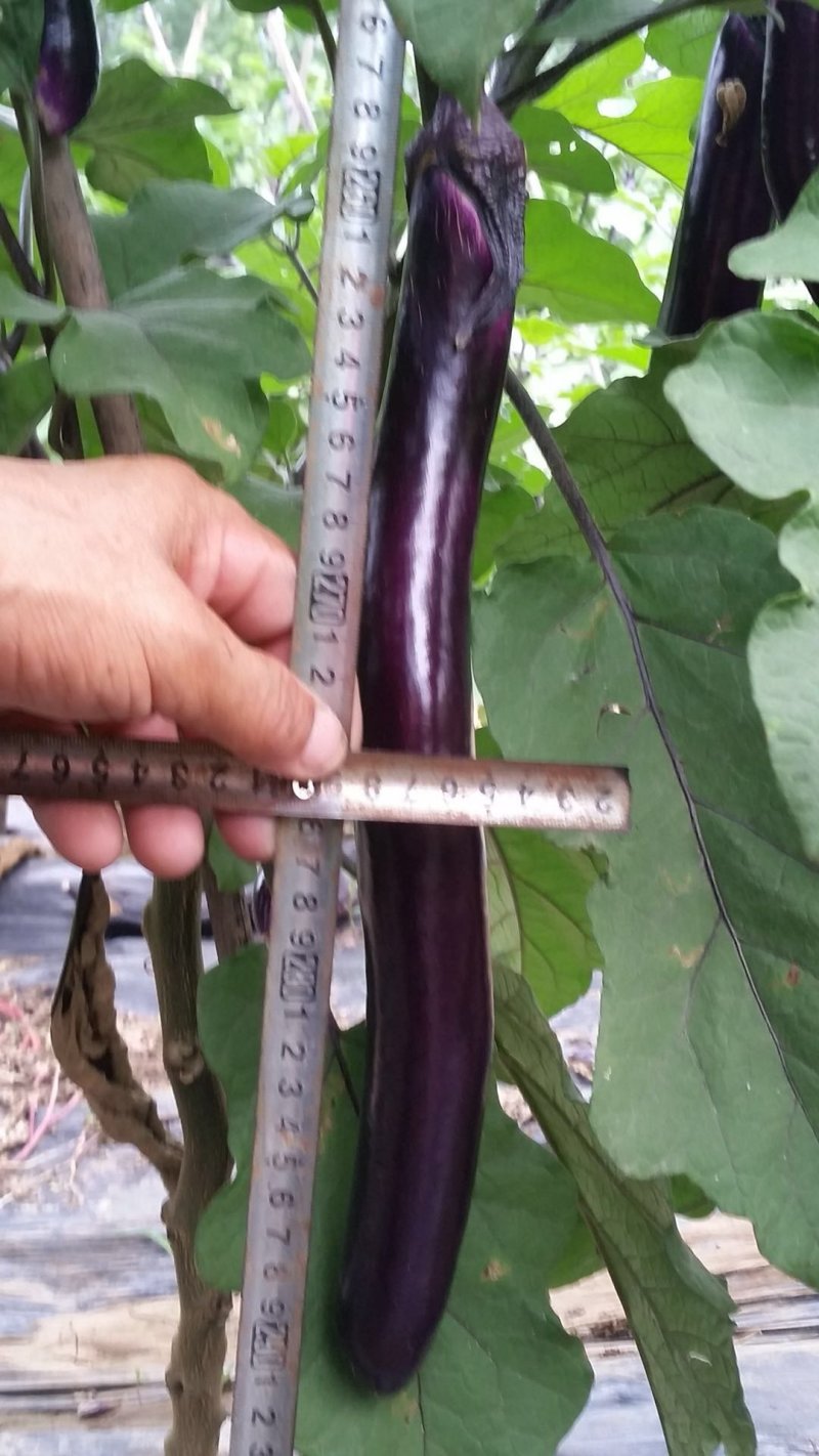 早熟杂交一代茄子品种植株直立性强薯片紫色