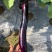 早熟杂交一代茄子品种植株直立性强薯片紫色