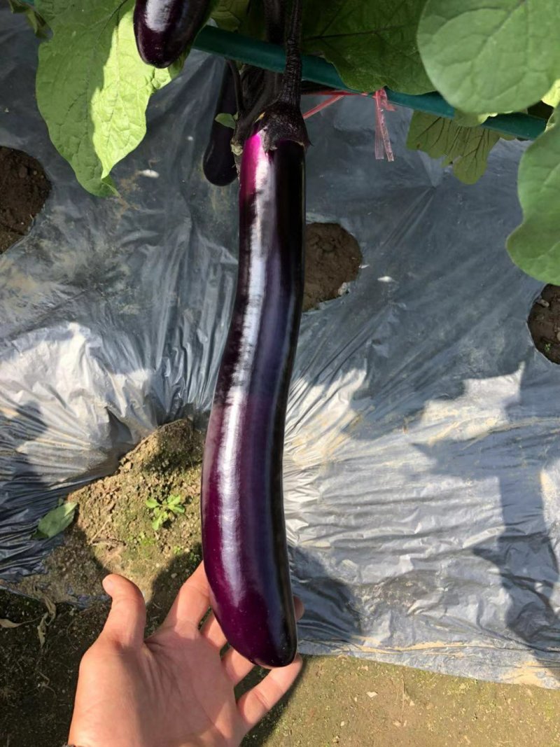 早熟杂交一代茄子品种植株直立性强薯片紫色