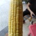 甜玉米，金甜玉氷，水果甜玉米货源充足量大从优