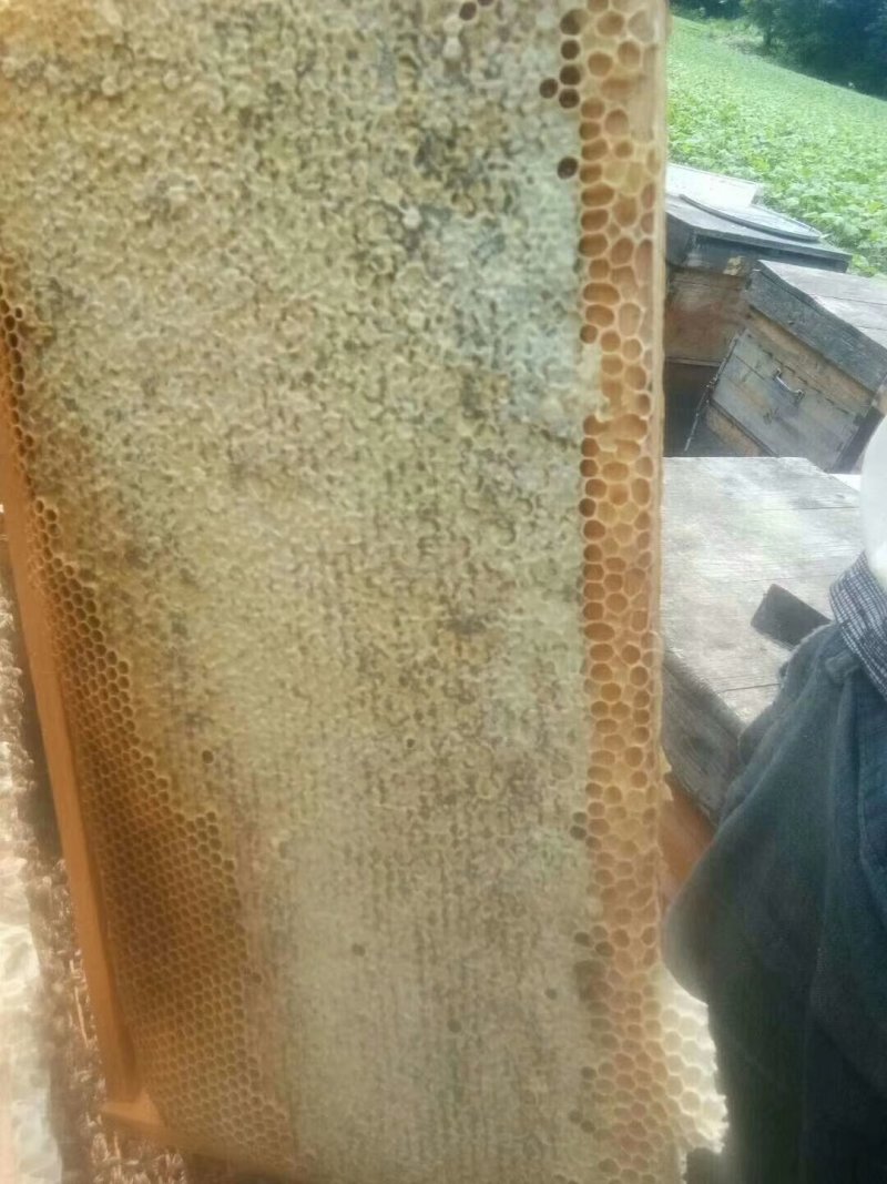 2019年新下山的椴树蜜