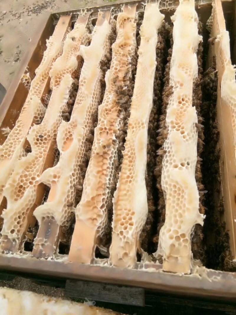 2019年新下山的椴树蜜