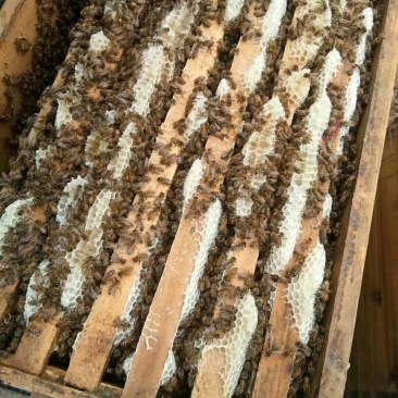 2019年新下山的椴树蜜