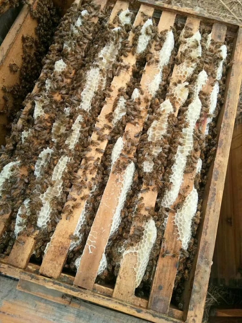2019年新下山的椴树蜜