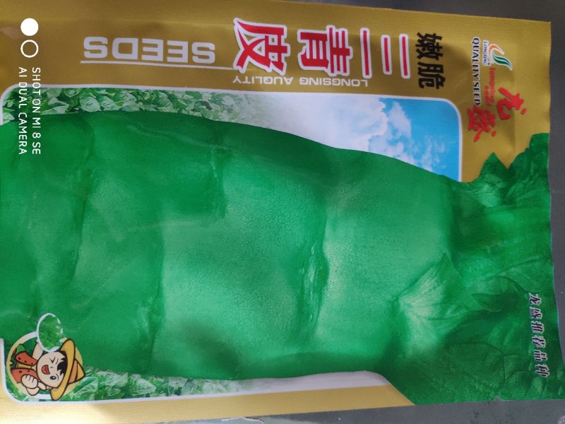 莴笋种子三青皮香莴笋种子