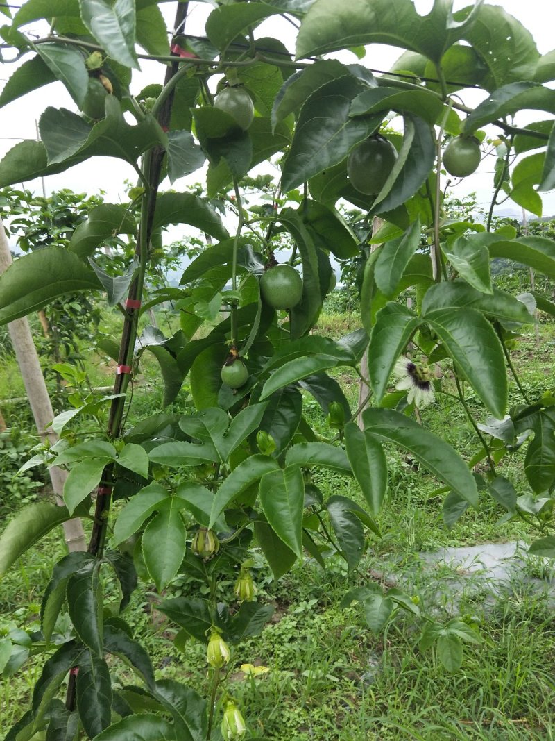 云南德宏芒市丰农百香园8月5号开始采摘发货了，台农一号你