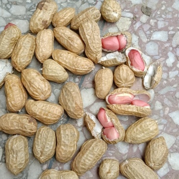 小白沙上市，罗汉果上市，质量饱满，
